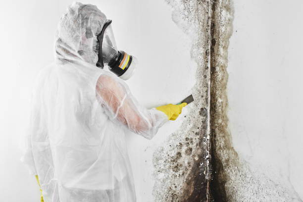 Best Kitchen Mold Remediation in Corydon, IN