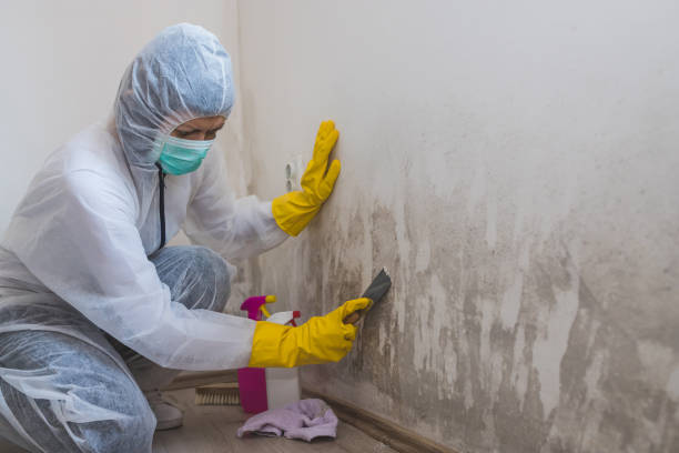 Best Residential Mold Remediation in Corydon, IN