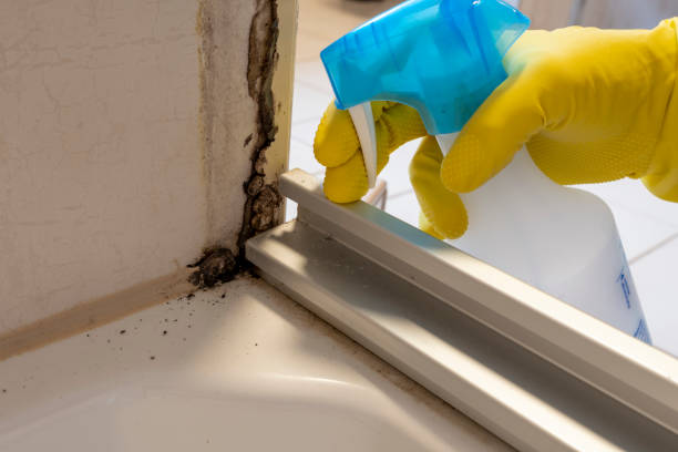 Best Crawl Space Mold Remediation in Corydon, IN