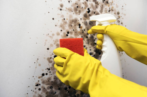 Best Mold Testing and Inspection Services in Corydon, IN